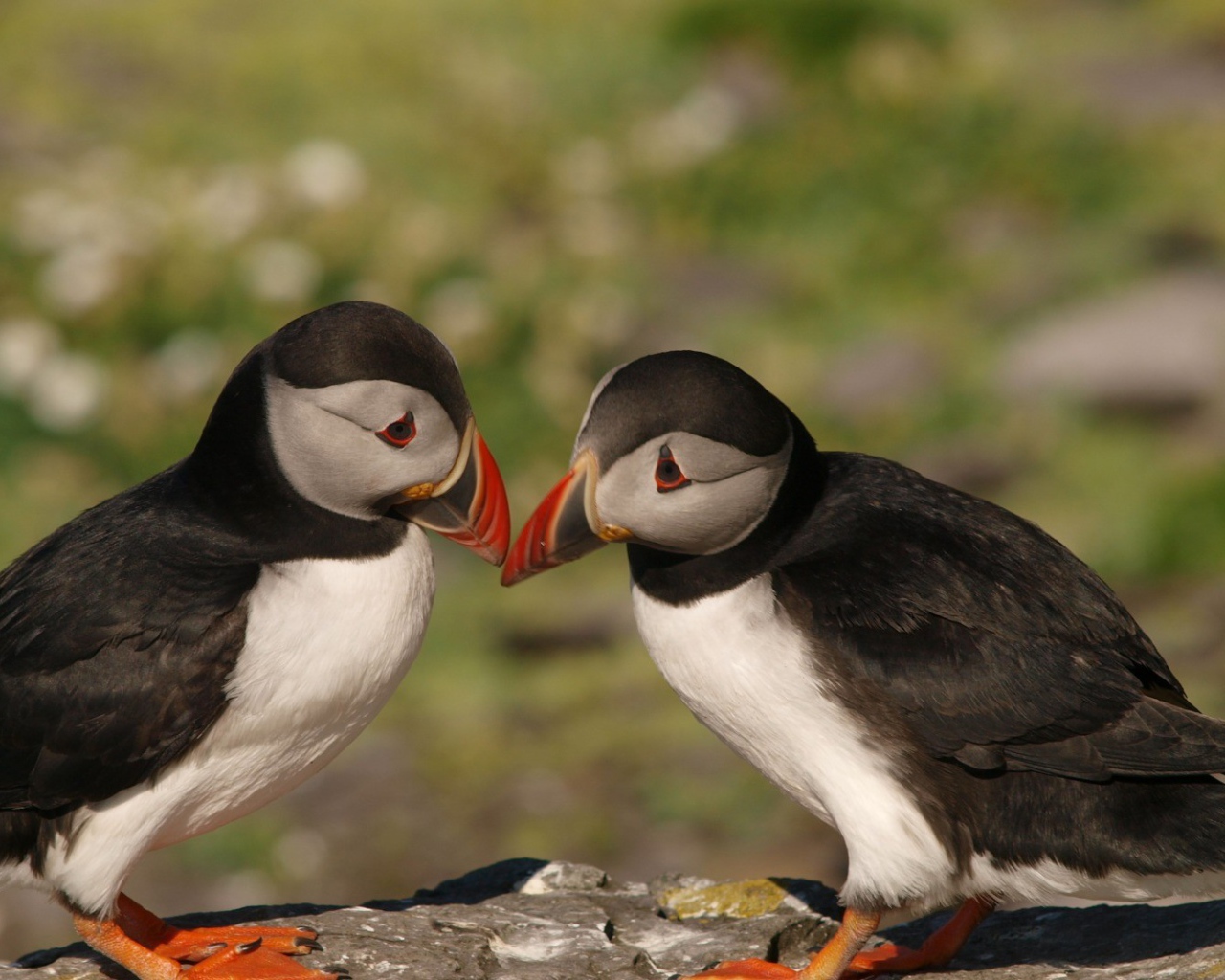 Пара милых птиц тупиков