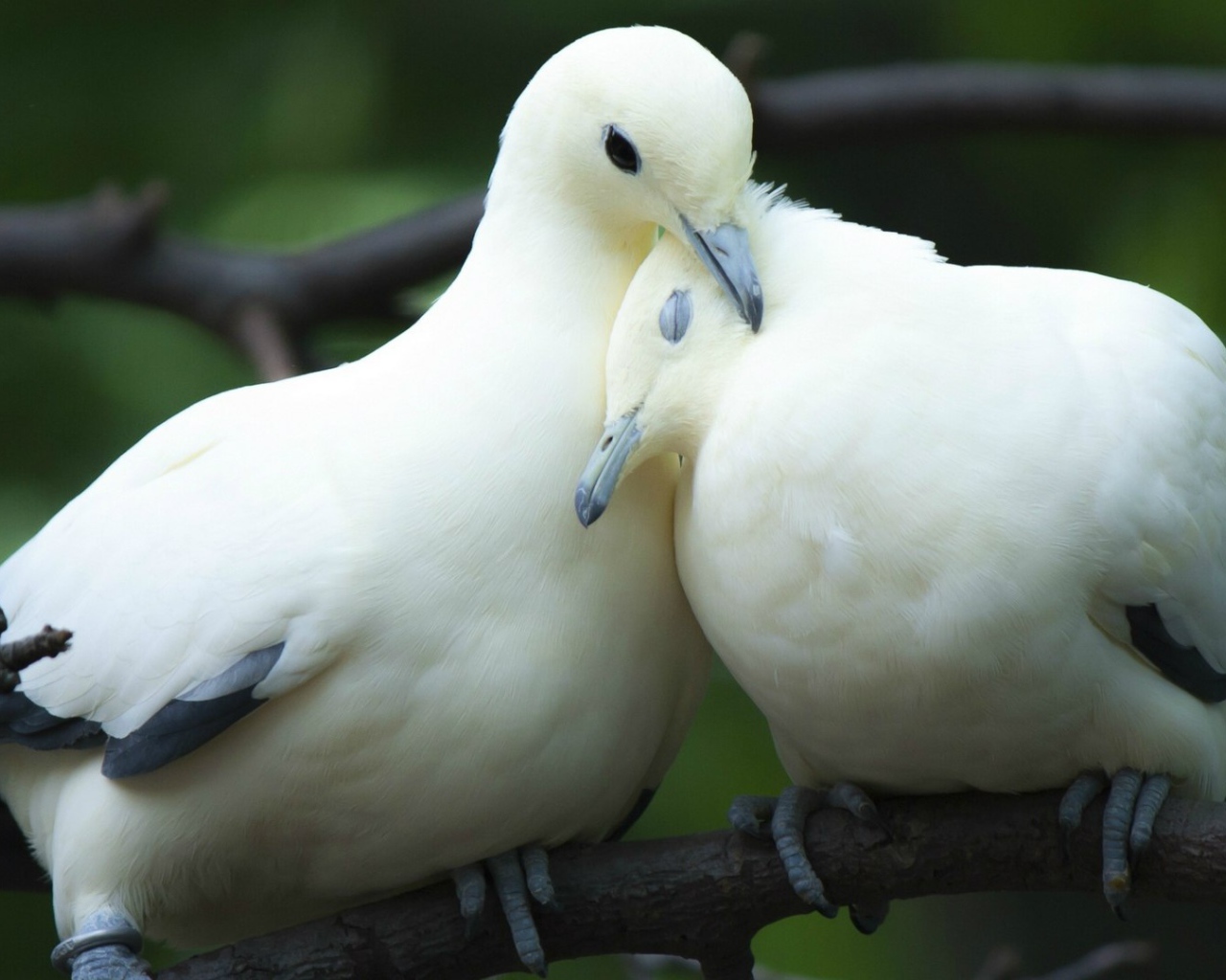 Пара милых белых голубей