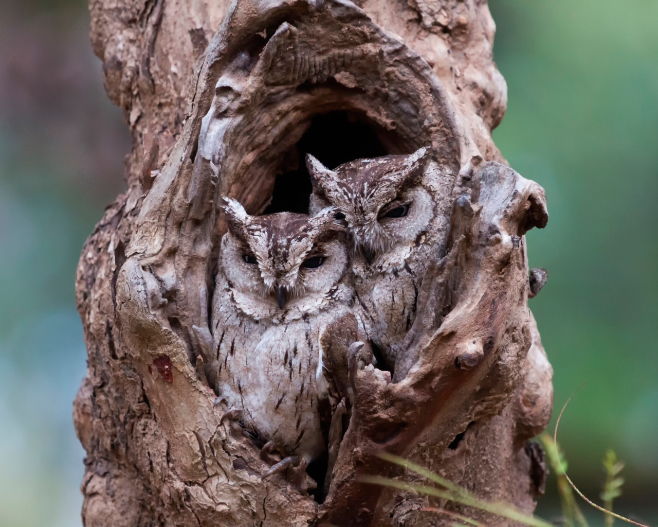 Пара сов сидят рядом в дупле