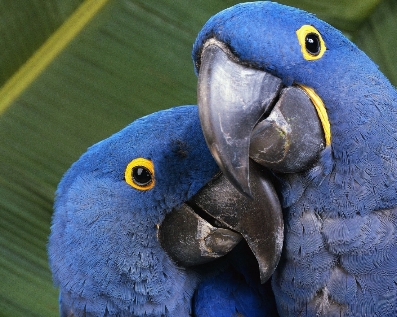 Пара попугаев с голубыми перьями