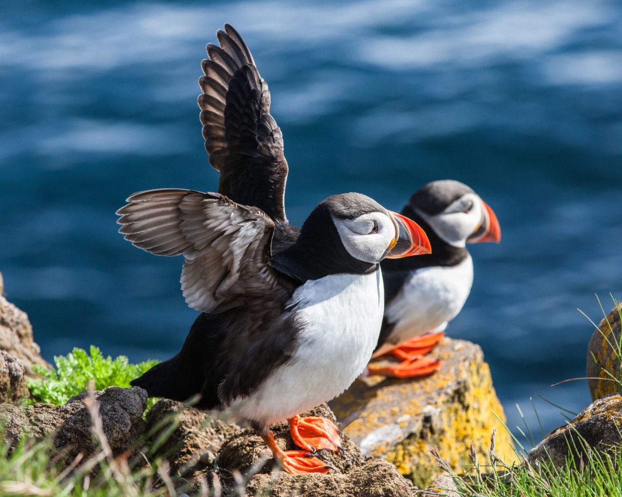 Пара тупиков на камне