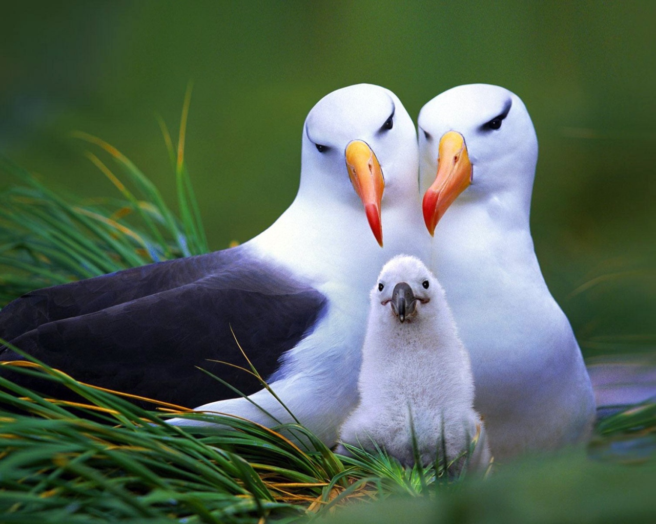 Пара чаек с птенцом в гнезде