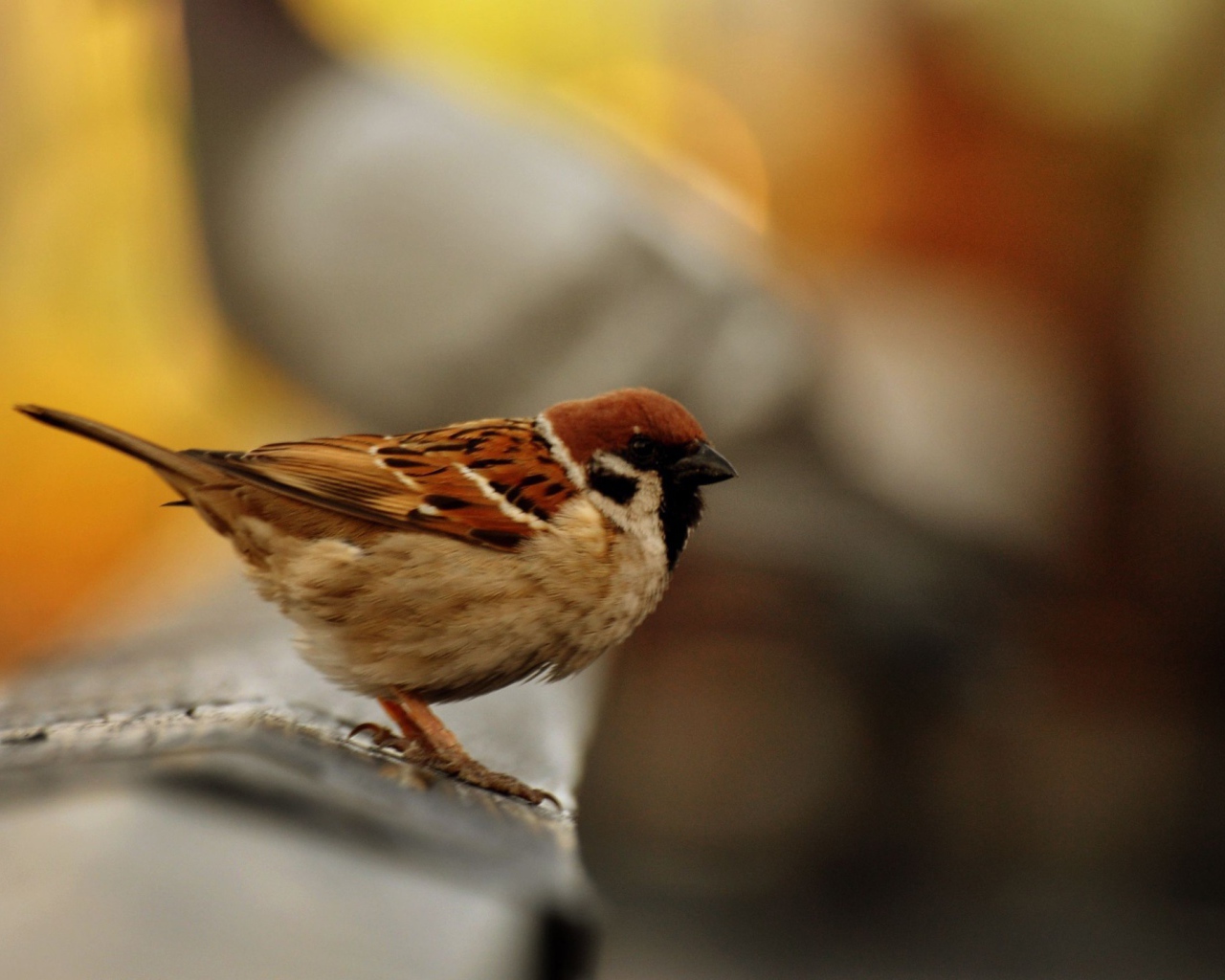 Обыкновенный городской воробей