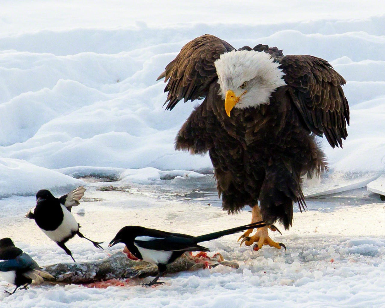 Белоголовый орлан и сороки
