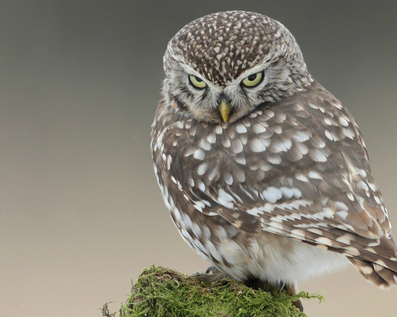 Красивая и серьёзная сова