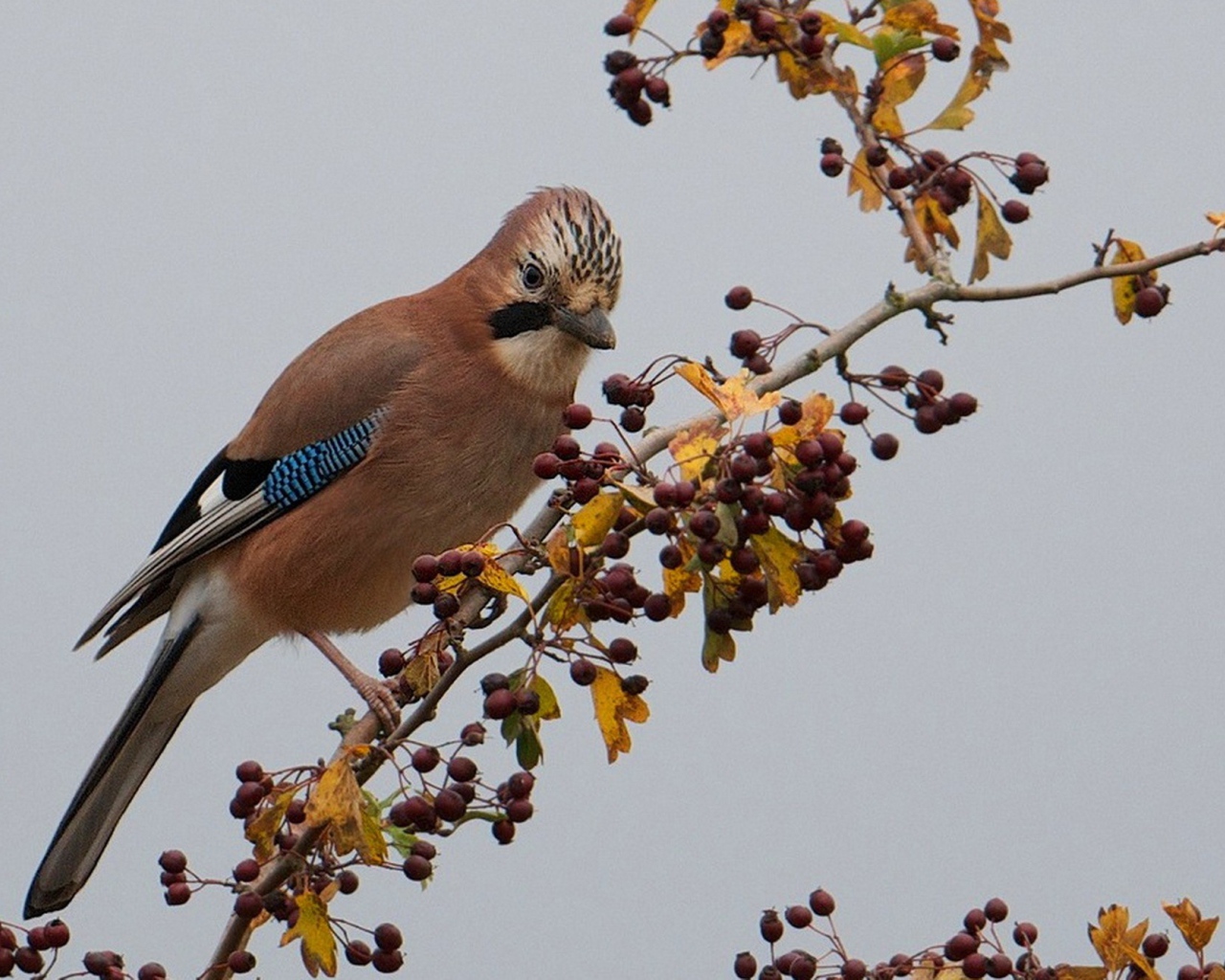 Красивая коричневая птица на ветке с ягодами
