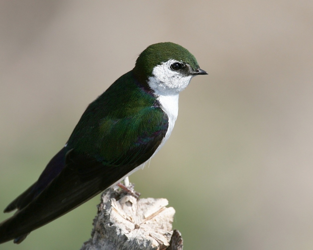 Красивая темно зеленая птица