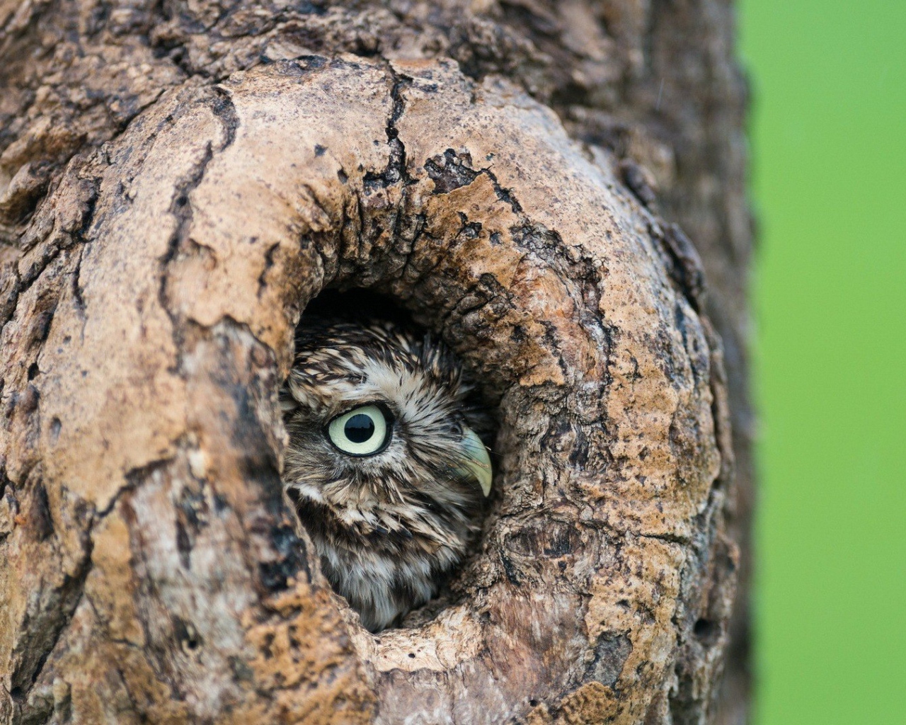 Красивая сова в дупле дерева