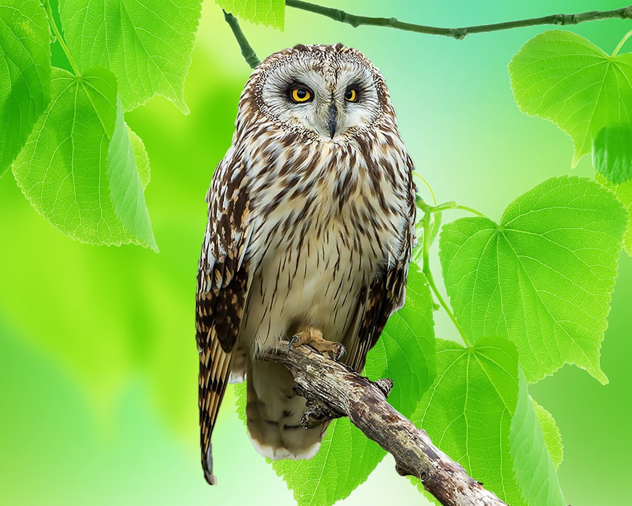 Красивая сова на сухой ветке среди листьев