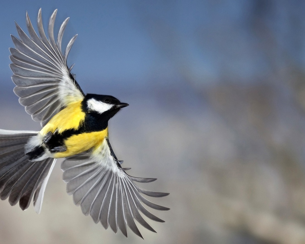 Красивое фото синицы
