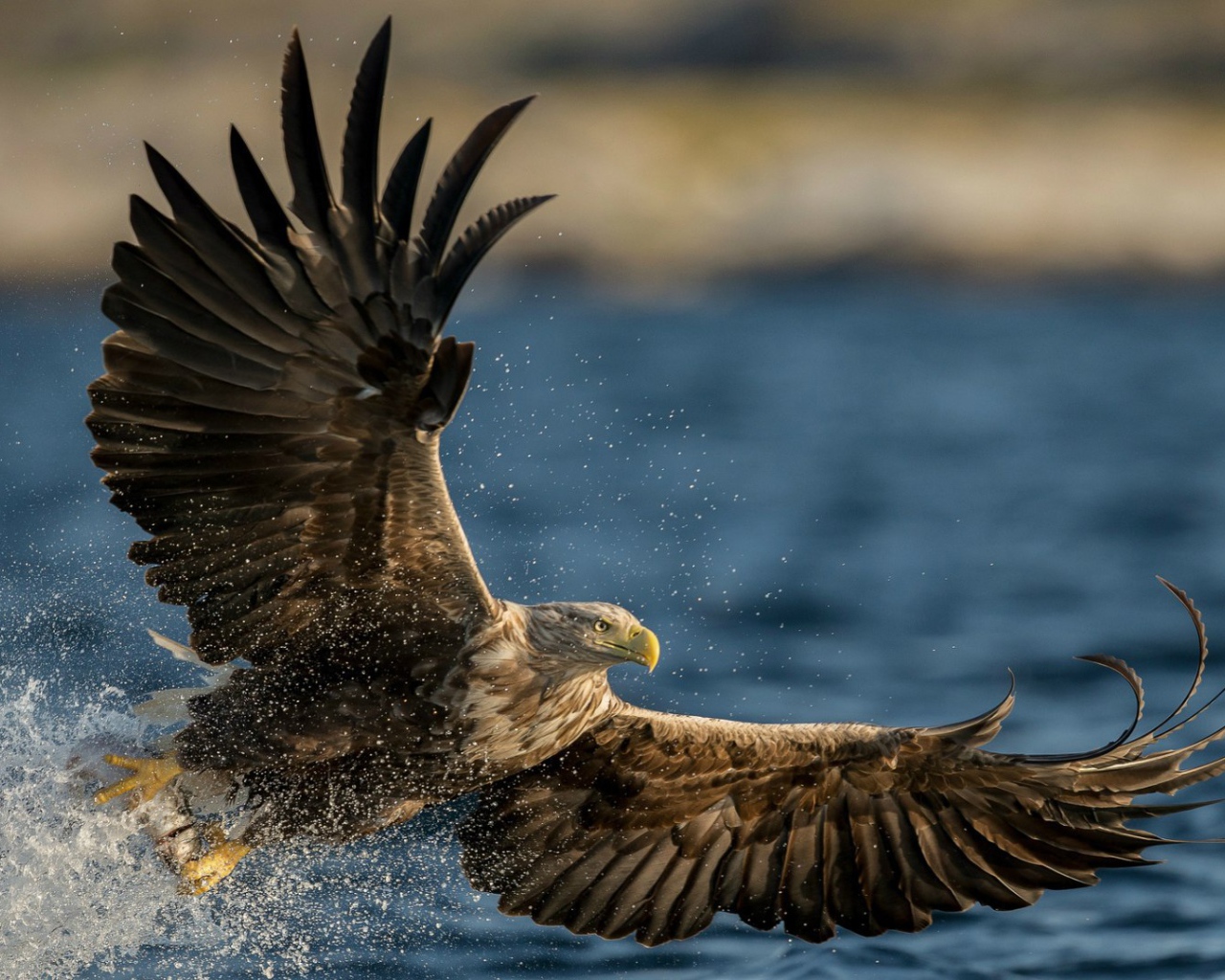 Птица Орлан-белохвост