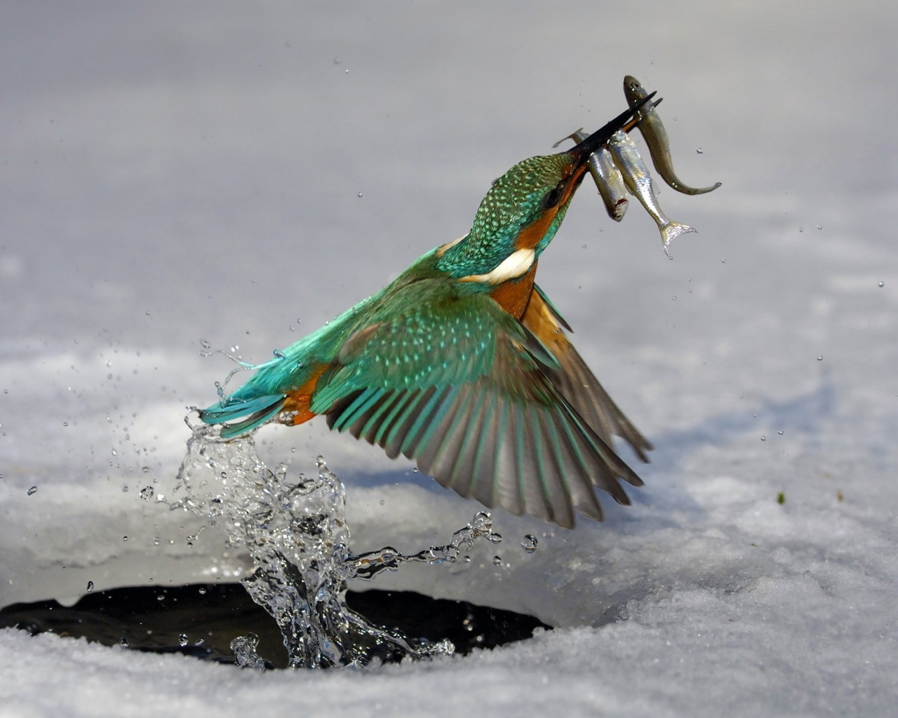 Птица поймала рыбу в проруби