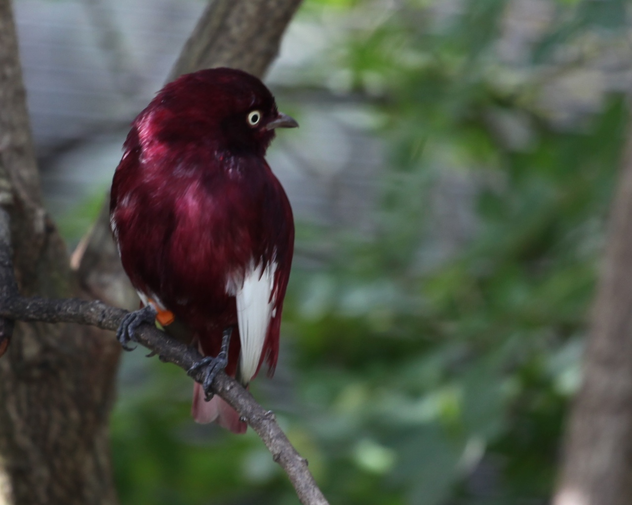 Птица темно коричневого цвета
