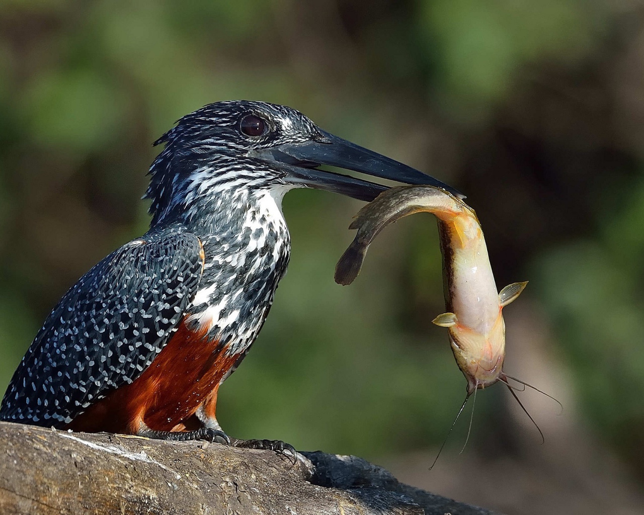 Птица держит в черном клюве рыбу