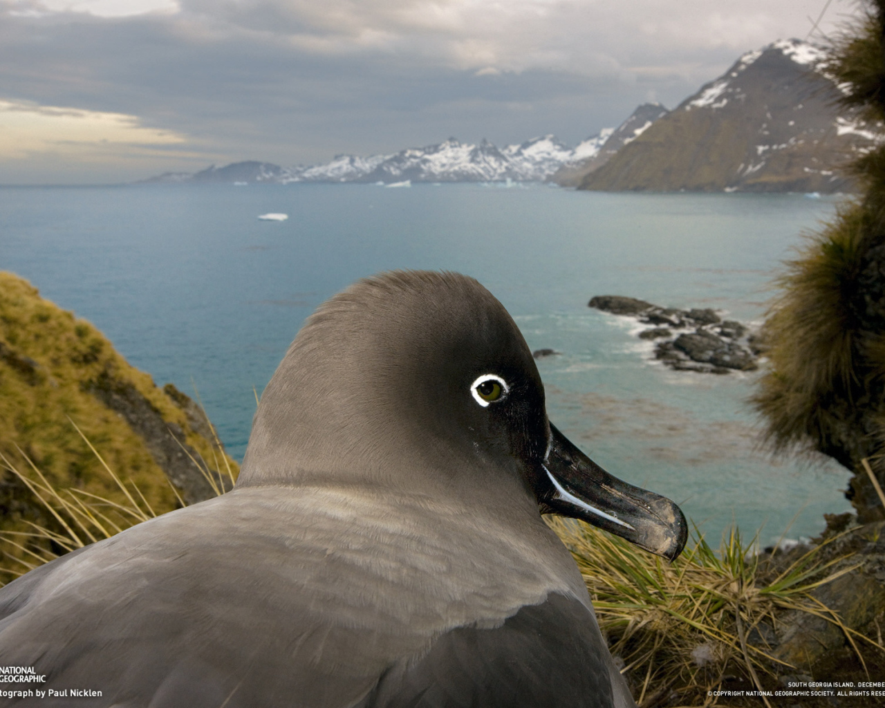 Птица в гнезде 2