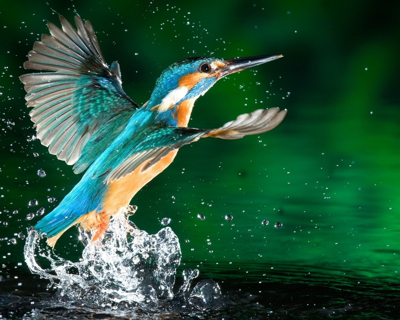 Птица подняла волну брызг