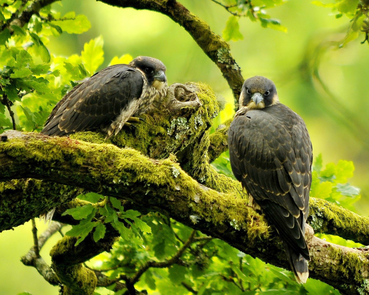 Хищная птица сапсан