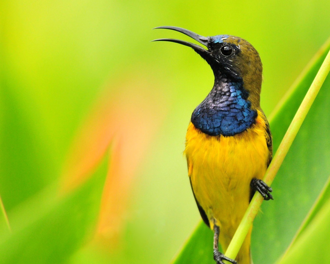 Птичка нектарница на фоне зелени