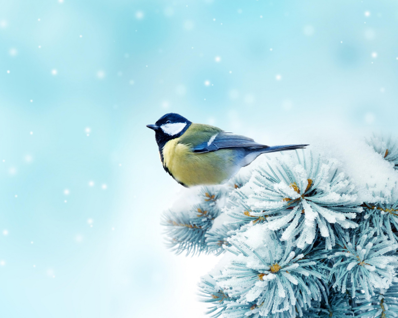 Синица на ветке дерева