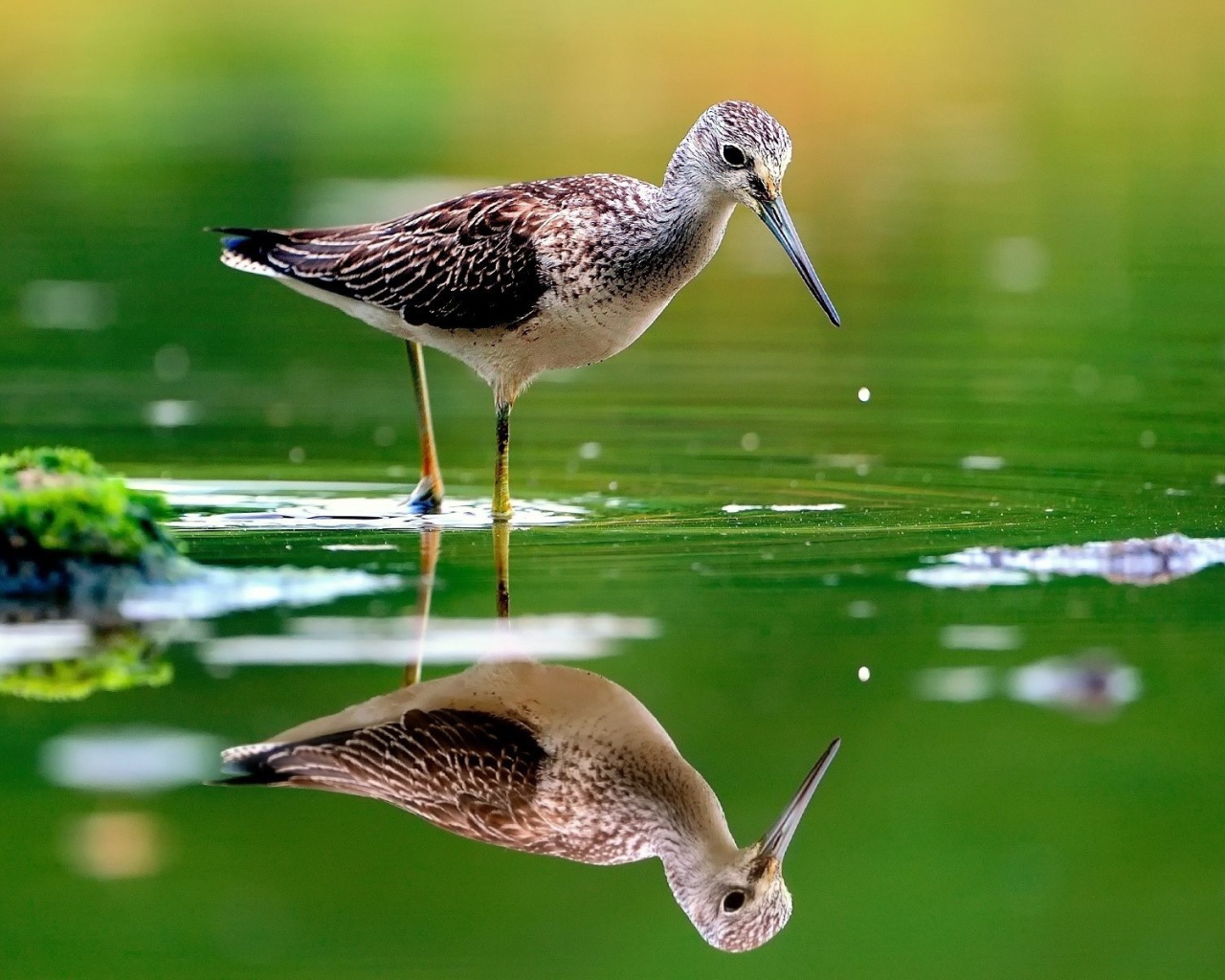 Птица отражается в зеленой воде