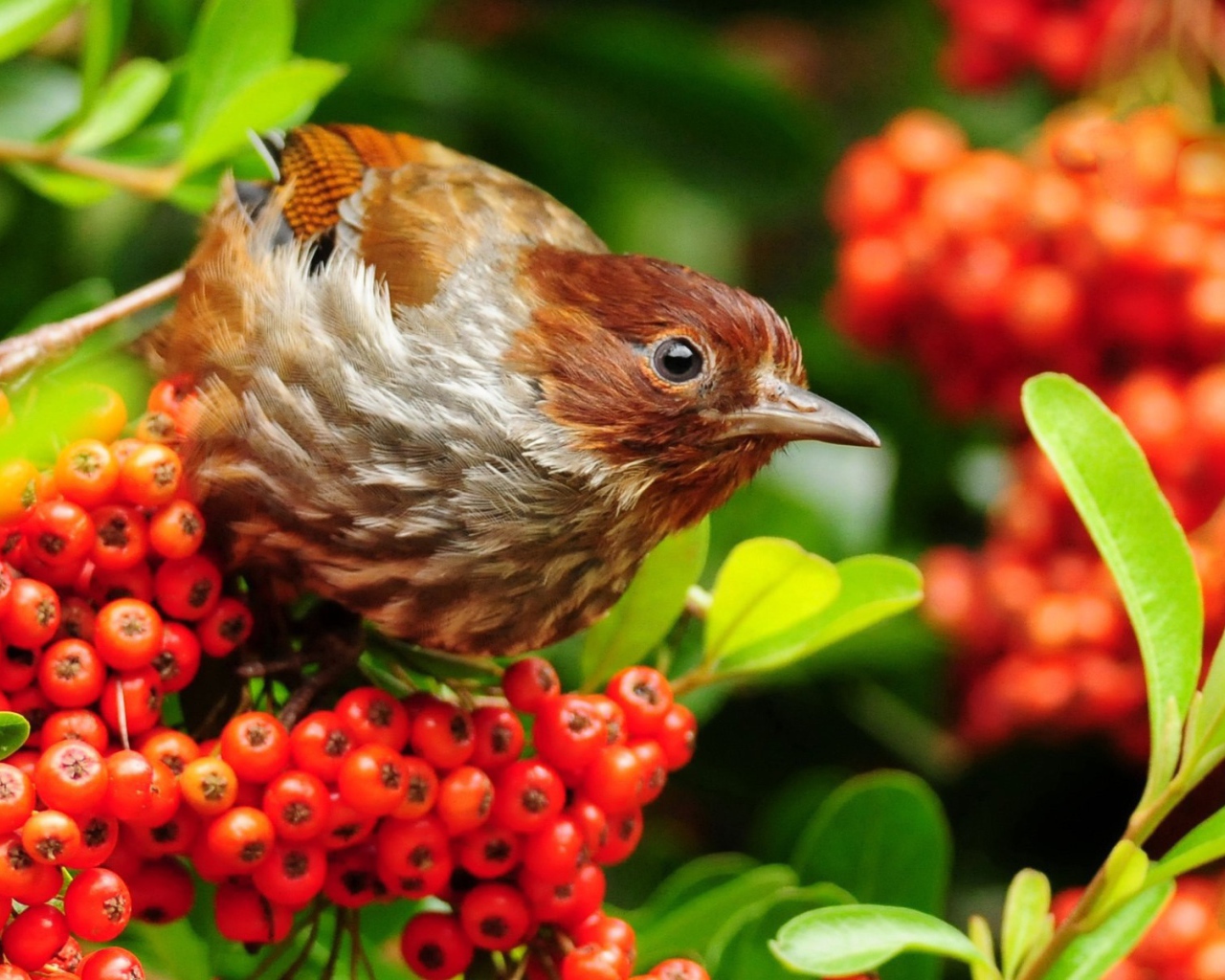 Птица лакомится красными ягодами на ветке