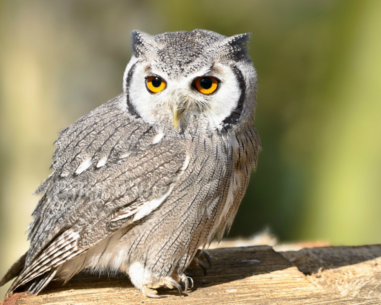 Птица белолицая сова