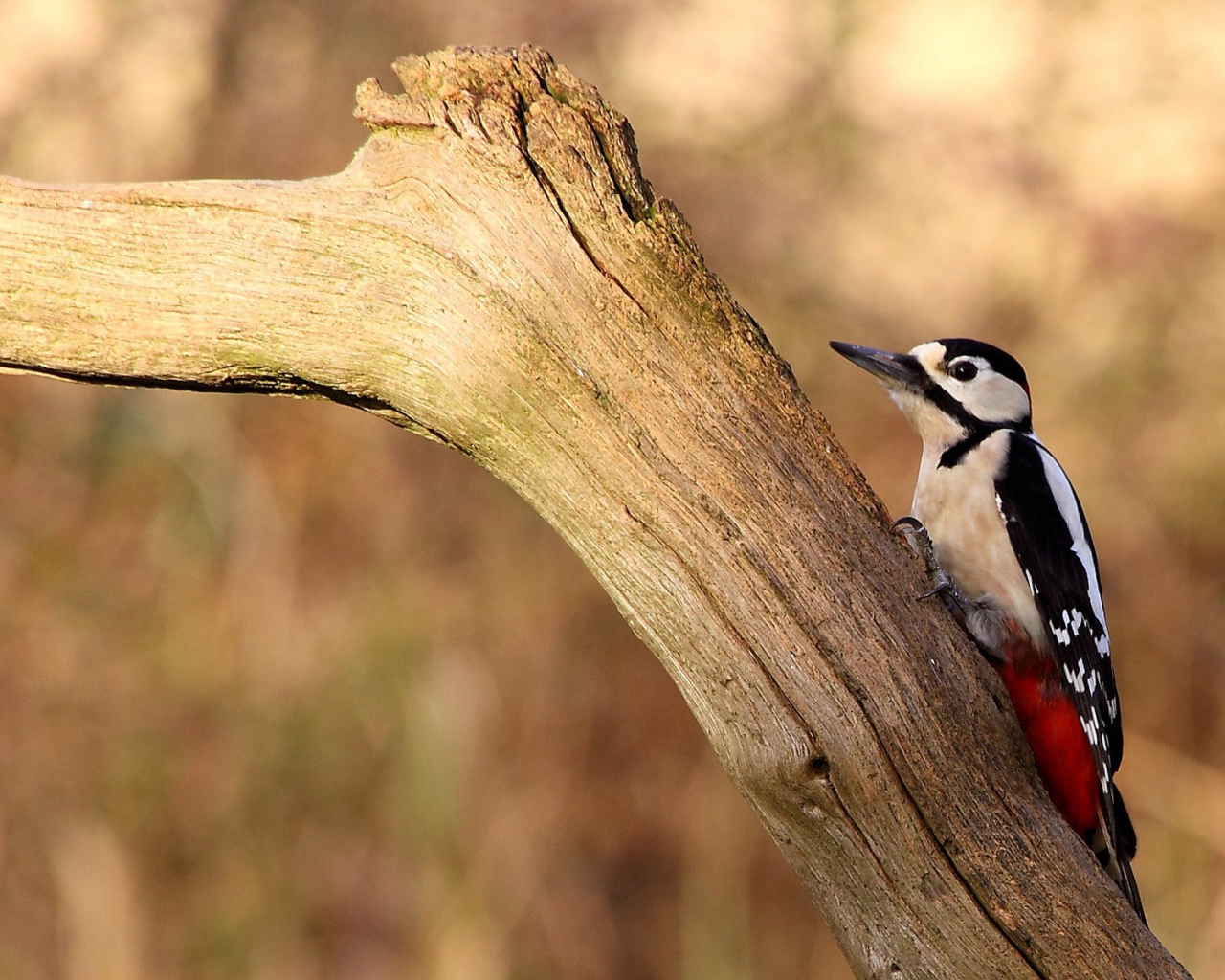 Птица с красными перьями на сухой коряге