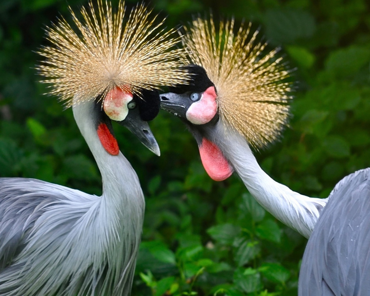 Птицы семейства журавлиных