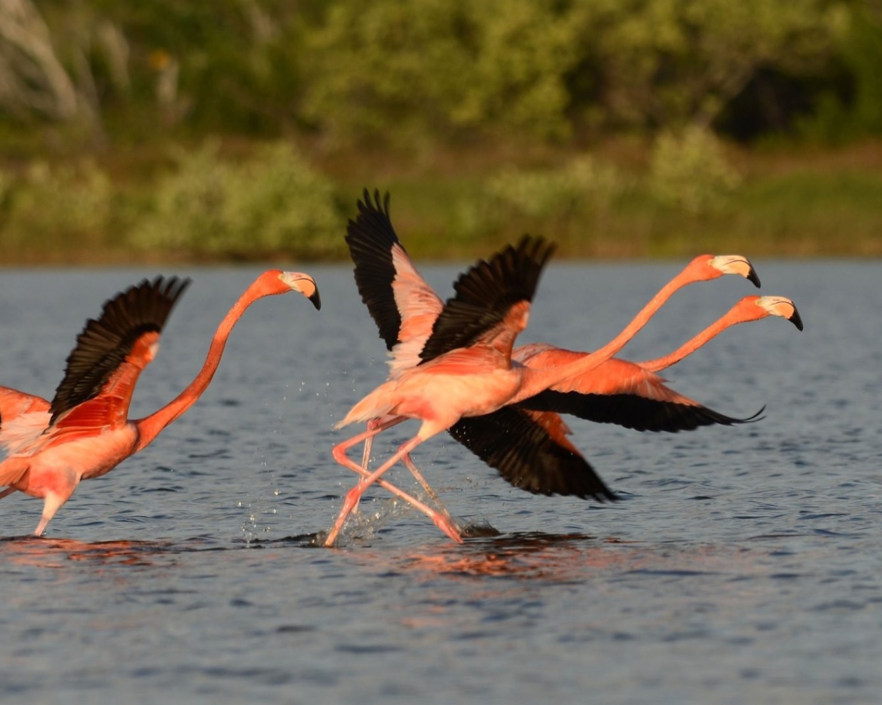 Птицы фламинго с черными крыльями