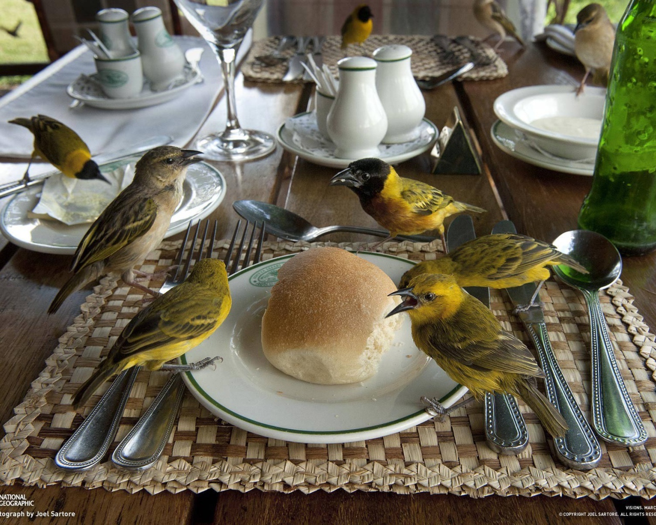 Птицы клюют хлеб на столе