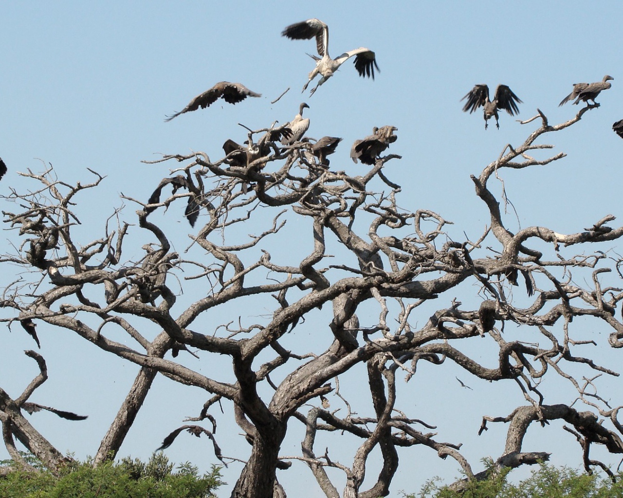 Птицы падальщики на ветвях сухого дерева