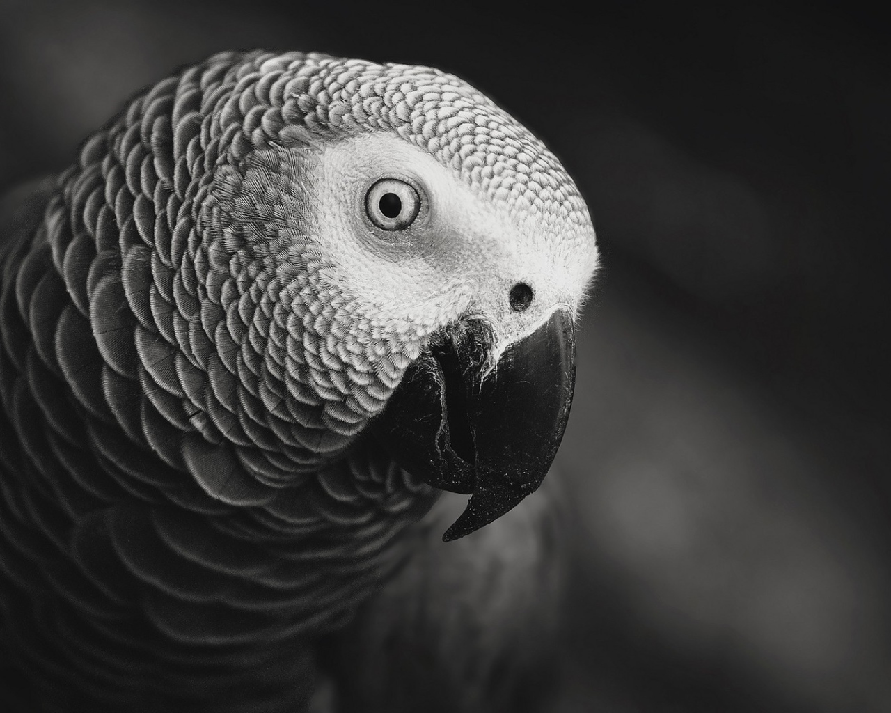 Черно белое фото попугая