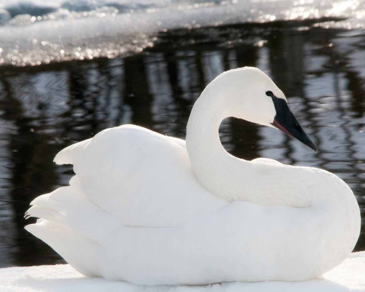 Черноклювый лебедь у воды