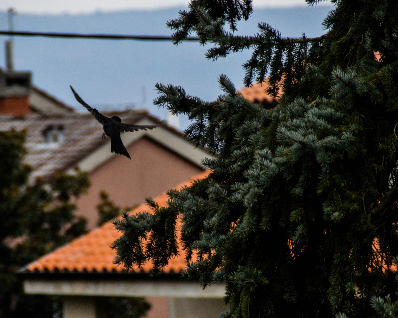 Черная птица в полете