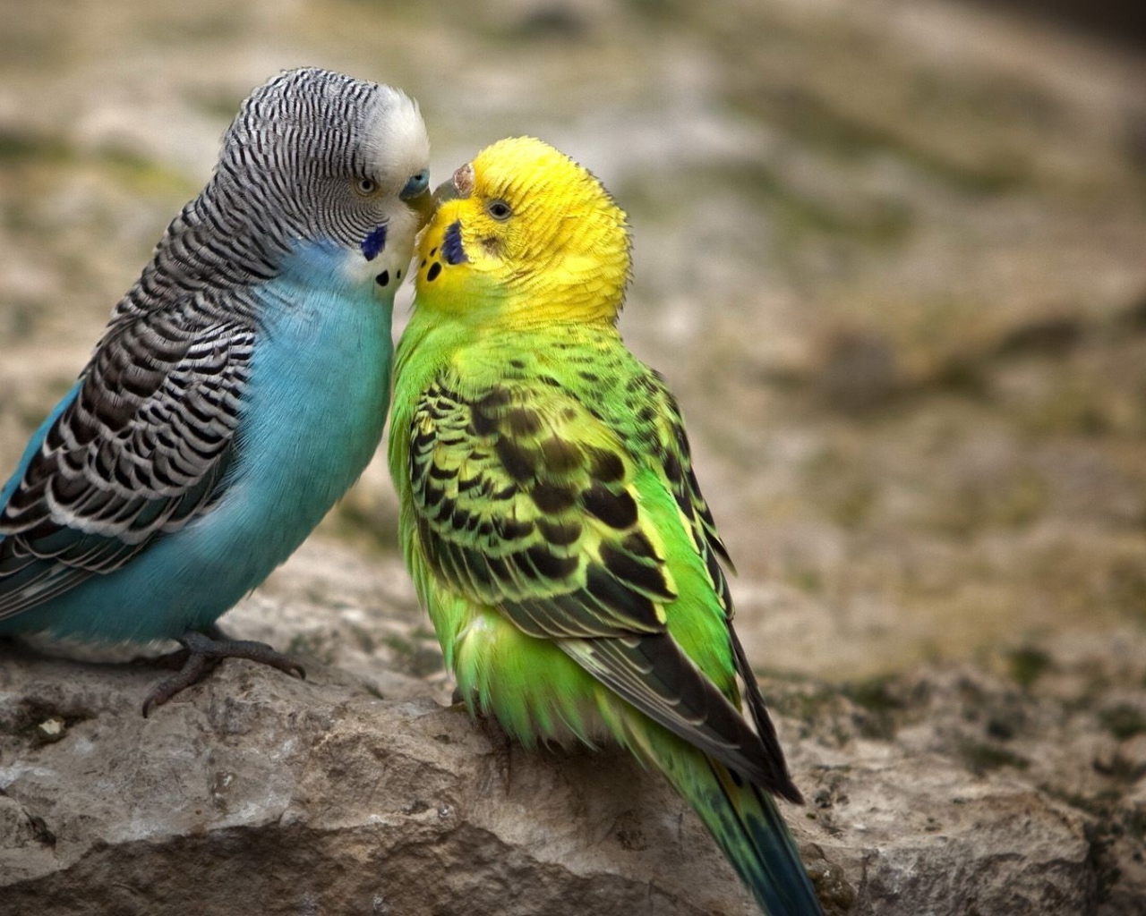 Голубой и зеленый попугаи