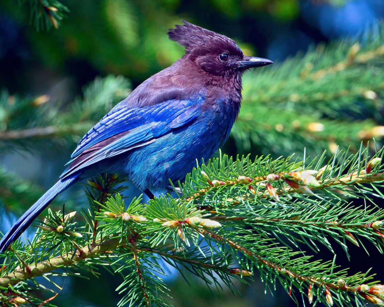 Синяя птица на хвойной ветке