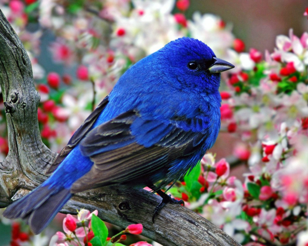 Синяя птица с черными крыльями