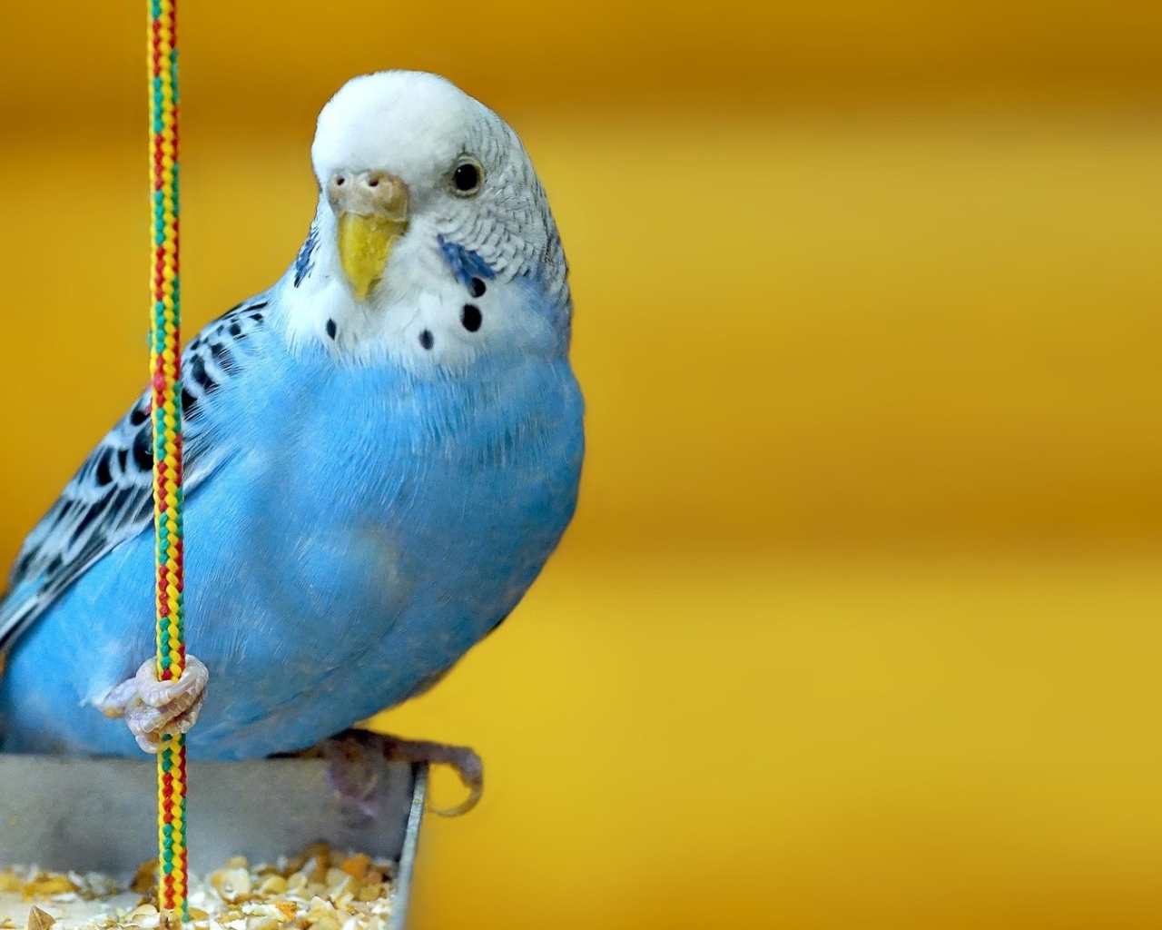 Голубой попугай на желтом фоне