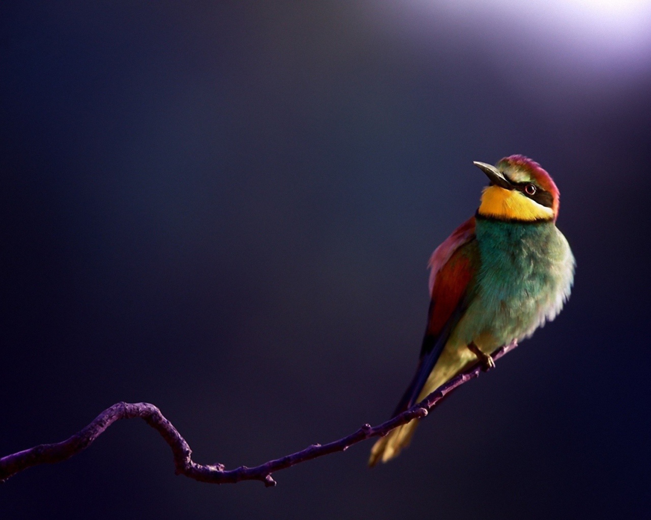 Яркий щурок сидит на ветке