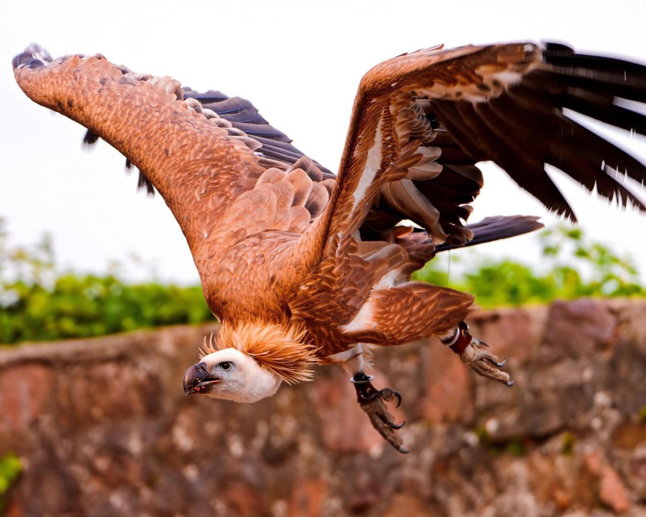 Коричневый падальщик с кольцами на лапах