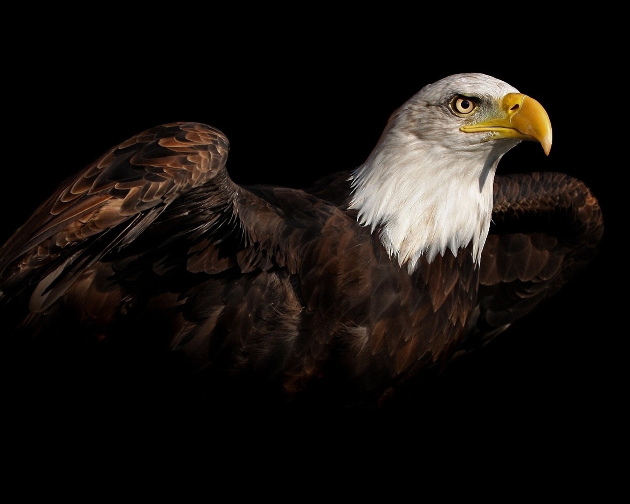 Коричневый орел на черном фоне