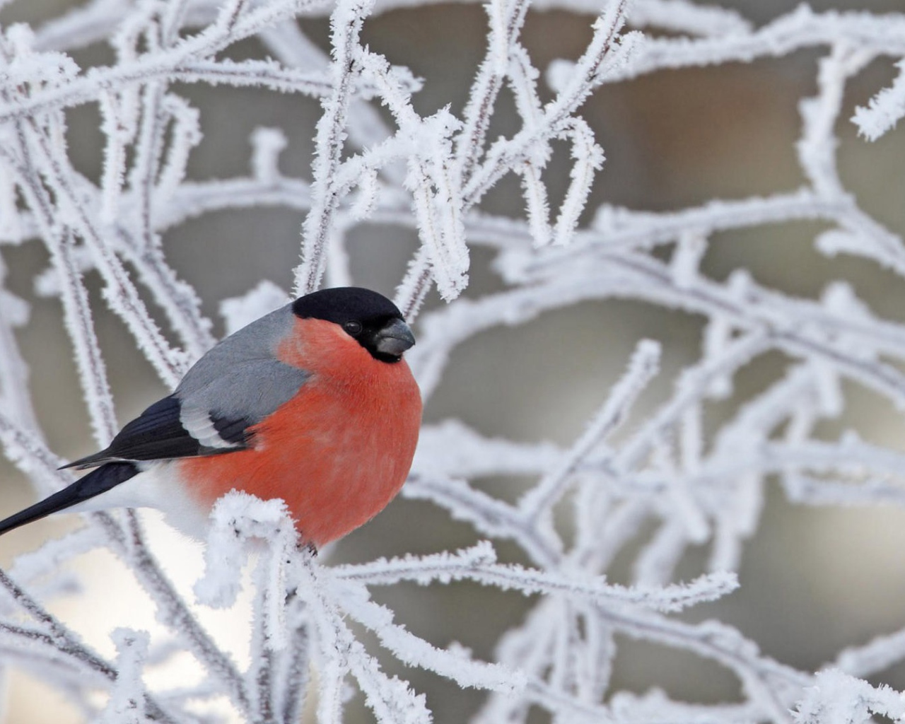 Снегирь на покрытой инеем ветке