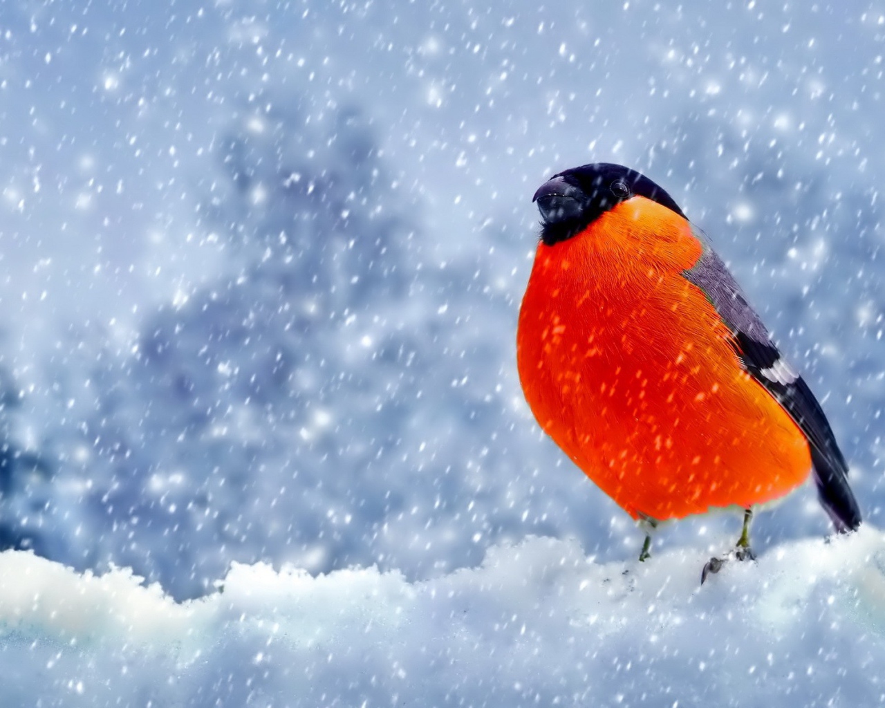 Снегирь с оранжевой грудкой