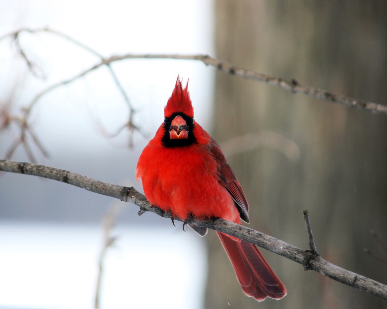 Птица красный кардинал на ветке