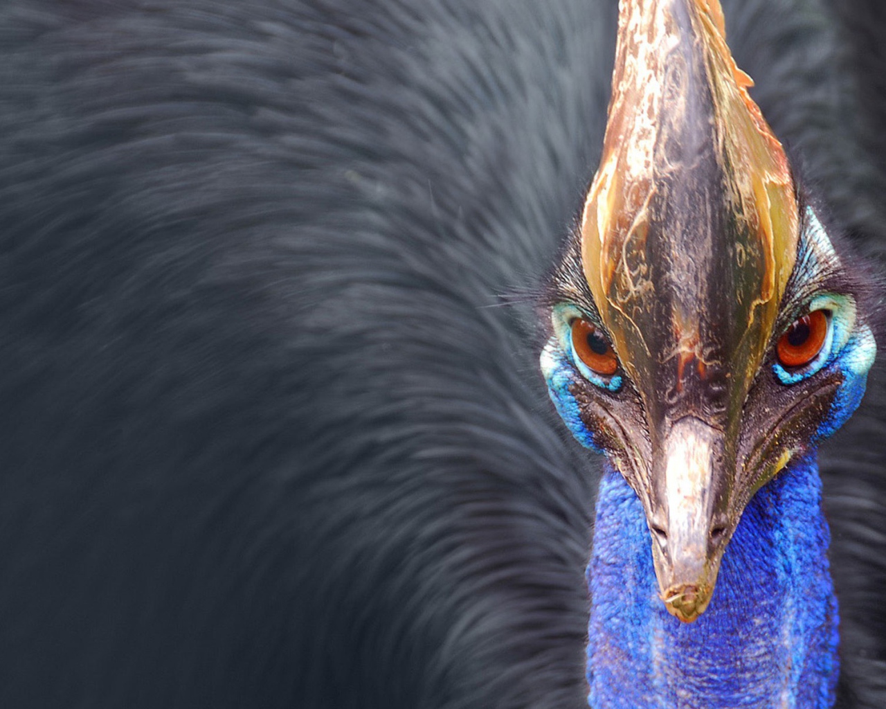 Птица казуар, Австралия