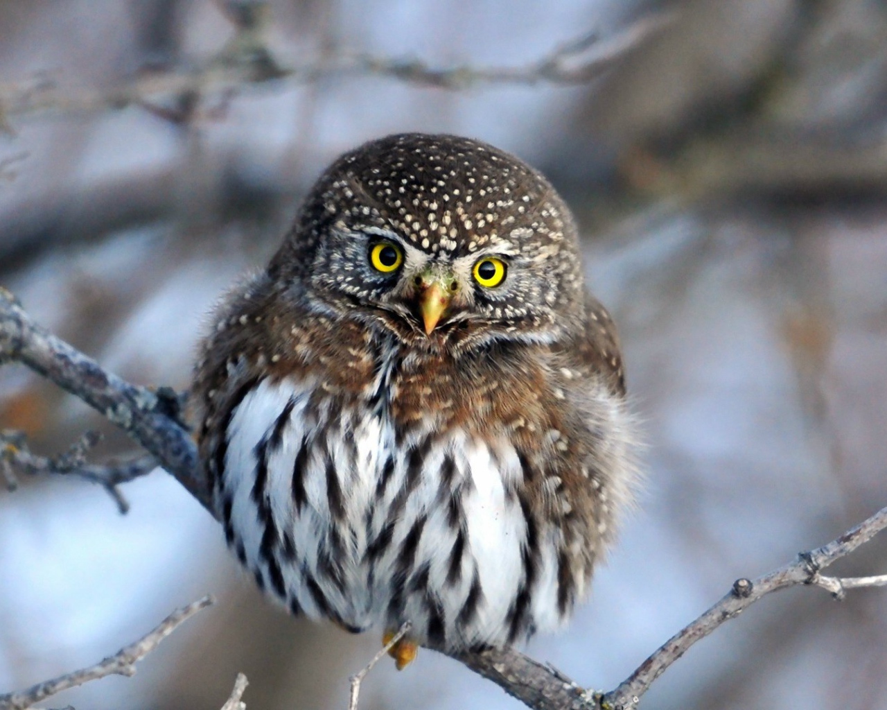 Очаровательная сова на ветке