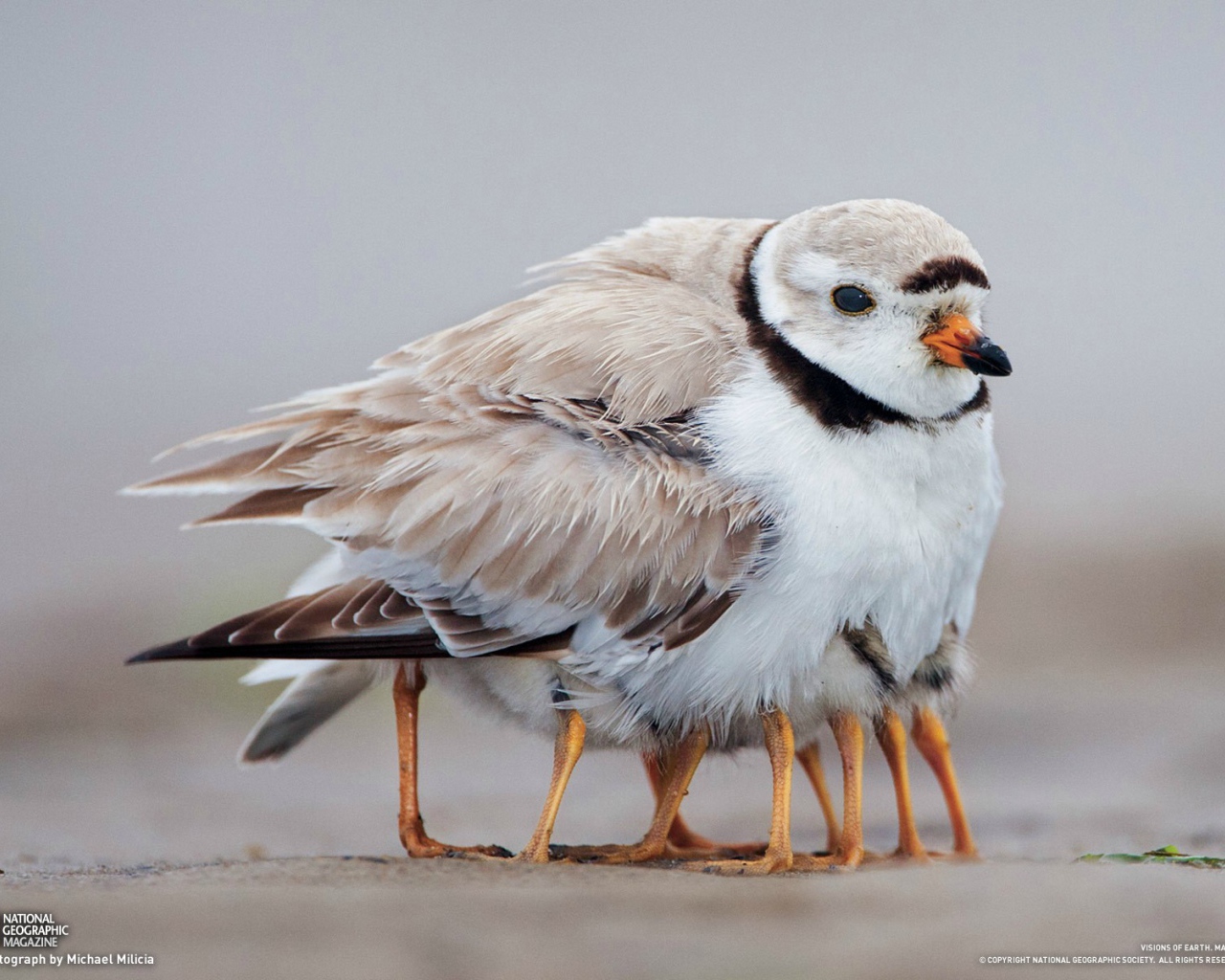 Птенцы спрятались под крылом у мамы