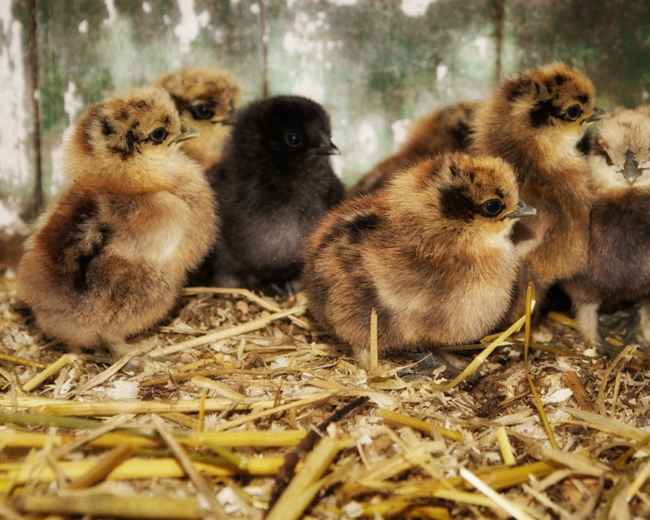 Птенцы на древесных опилках