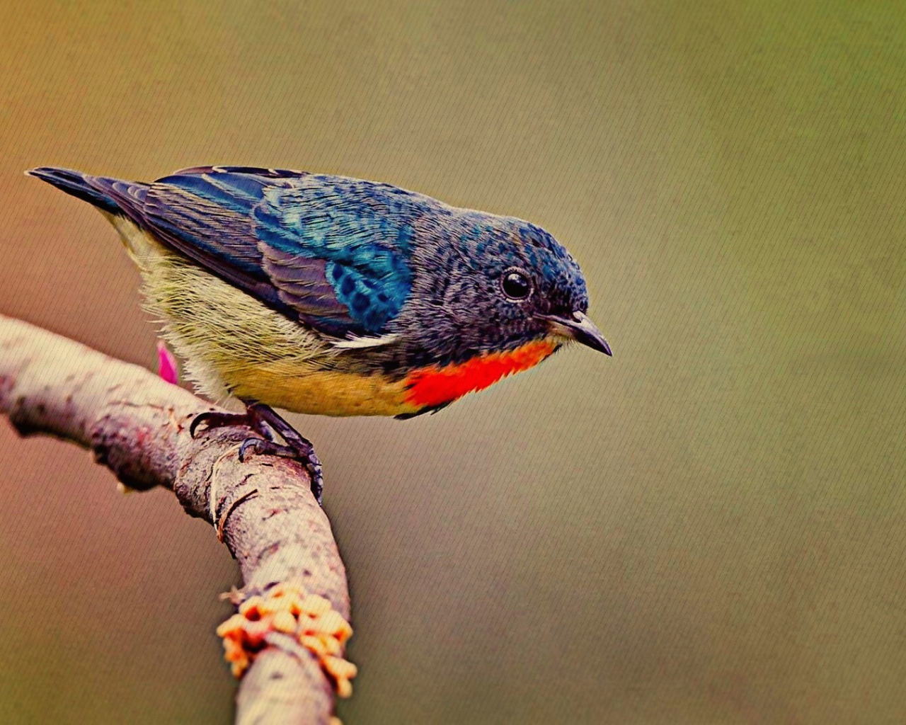 Красочная птичка на ветке