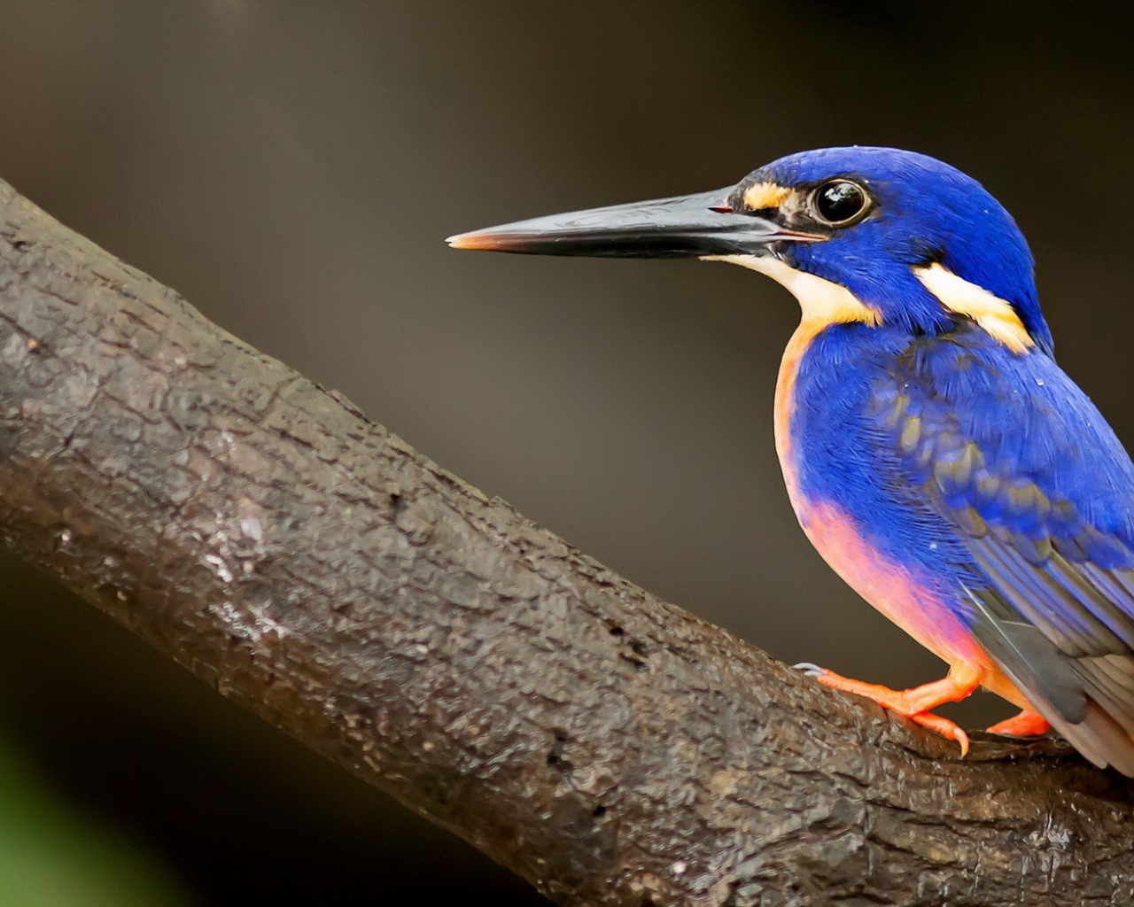 Красочный синий зимородок